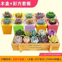 慎思苑 意轩多肉植物盆栽新手套餐肉肉植物办公室内迷你绿植花卉盆栽 黄丽