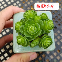 山地玫瑰多肉植物 群生好养活黄金翡翠山地玫瑰鸡蛋酒杯耶罗玫瑰