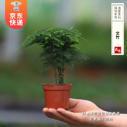 KaiShiguo Plants 开时果 各类小盆栽绿植素材苗 小叶赤楠造景发财树微景观文竹植物盆景 文竹（小杯）