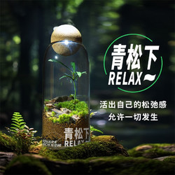 丘辰 青苔藓微景观生态瓶办公室内桌面植物盆栽造景观绿植摆件 青松下