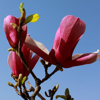 农民老史 玉兰花树苗大型四季庭院地栽绿化苗风景树北方种植耐寒植物 紫玉兰（当年开花） 2公分粗