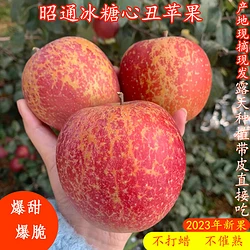 冰糖心 昭通红露丑苹果 4.5斤装 大果70-80MM