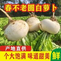 百亿补贴：万户之农 圆白萝卜 2.7-5斤 新鲜蔬菜