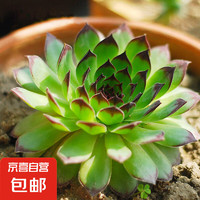 若绿 观音莲 多肉植物 小盆栽