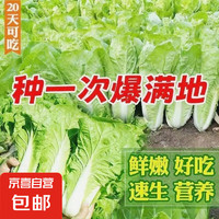 快菜四季奶油快菜种子 3包约3000粒