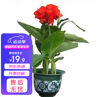 花琴 美人蕉种球 2个 多年生宿根花卉植物