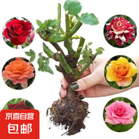 玫瑰月季花老桩观花绿植室外阳台庭院四季 云南老桩玫瑰根苗(3年左右) 混色6棵（颜色随机）