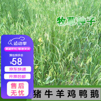 瑞蔬源 无芒雀麦种子 500g