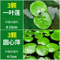 crazy aquatic plant 疯狂水草 浮萍水草植物鱼缸造景水培植物和鱼共养圆心萍一叶莲源头直发包邮