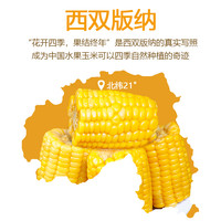 栗滋羹 5斤云南水果甜脆玉米段新鲜真空包装开袋即食早餐低脂嫩玉米