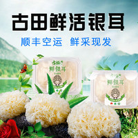 Gusong 古松食品 古松 新鲜银耳 800g 7朵