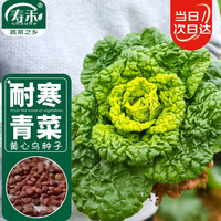 寿禾shouhe 黄心乌种子蔬菜冬季乌塌菜青菜籽 潍育雪玲珑黄心乌种子20g*2包