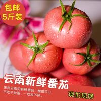 云南露天沙瓤西红柿自然熟有籽现摘2-10斤新鲜蔬菜高原种植生吃