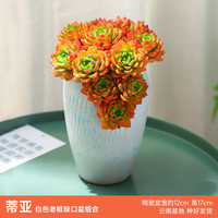 MUMUHOME 悬崖缺口盆 多肉植物组合盆栽 蒂亚+缺口白盆