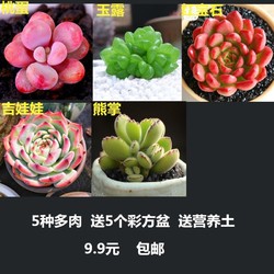 others 其他 万叁仟 多肉植物套餐 室内小盆栽 精品玉露 5种套餐C 不含盆