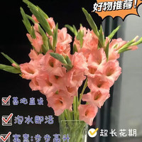 MAKL剑兰鲜花束节节高鲜切花易活 剑兰粉色5支