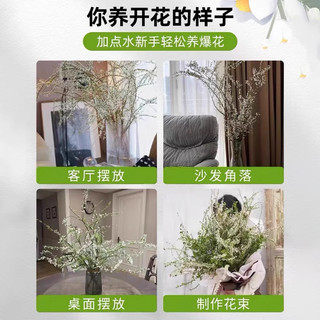 雪柳鲜枝带花苞干枝支水养插花水培绿植物鲜花卉室内盆栽龙柳好活