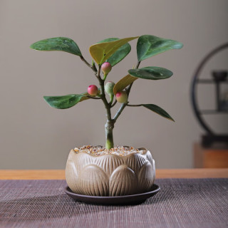 移动端、京东百亿补贴：八芽 盆栽小盼菩提树植物室内禅意盆景办公室桌面好养花卉情绪稳定绿植 莲花盆菩提（含紫砂托盘）