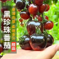 others 其他 彩芊富 黑珍珠番茄种子 约100粒 盆栽