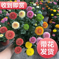 临雅 乒乓姬小菊花盆栽大苗花卉绿植物阳台庭院室内外四季开花玛格丽特 混色乒乓菊1盆