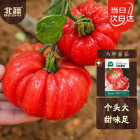 北蔬 马蹄番茄种子大西红柿四季蔬菜种籽 北蔬马蹄番茄种子30粒