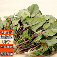 花语笙默四季播种蔬菜种子家庭田园地栽盆栽菜种秋冬菜籽易种植生长大白菜 红叶菠菜种子（500粒） 原厂封装