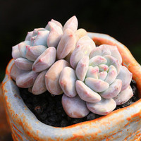 多肉植物橙梦露老桩多头群生雪莲盆栽萌肉肉组合花卉绿植室内美观 橙梦露双头5cm左右 不含盆