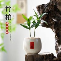 咖虎 驱蚊竹柏盆栽植物室内