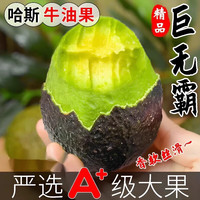 同甘园云南孟连哈斯牛油果 当季新鲜水果即食鳄梨 清食 精选 100-130g 【实惠】4个装