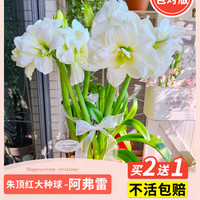 锦圃 朱顶红进口重瓣种球阿弗雷特大球花卉植物带花苞盆栽四季开花好养