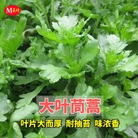 others 其他 琳思晴 茼蒿种子 大叶茼蒿原装1包 约800粒