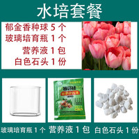歆妍 郁金香种球室内室外阳台盆栽好养活花苗水培植物花种子籽开花大球