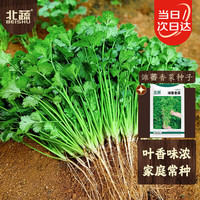 北蔬 香菜种子老品种小叶耐寒冬四季盆栽蔬菜种籽 潍萫香菜种子10g