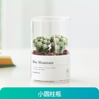 子乐湾 玻璃瓶仙人球 小盆栽 白鸟2株 含盆
