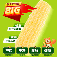 谷田记 2023年新鲜采摘东北玉米白糯玉米 真空粘黏糯玉米 小棒尝鲜3支装 200g×3根