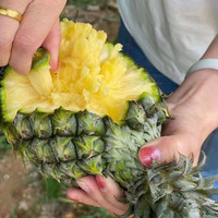 钱小二 海南凤梨 4.5斤