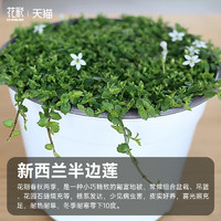 HONGYUE 虹越 花彩新西兰半边莲盆栽苗花园花镜庭院铺面石缝填充地被皮实好养