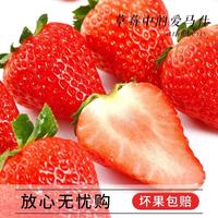 草莓 大凉山 红颜99草莓 礼盒装 1.5斤