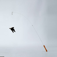 PawsHolic爪迷仿真昆虫可伸缩长杆猫玩具木天蓼自嗨解闷逗猫棒 凤尾蝶逗猫棒