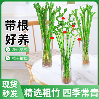 双盟转运竹水培植物绿植70-80cm水培转运竹10棵【不含瓶】源头直发