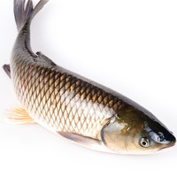 安峰山青鱼草鱼新鲜洪泽湖淡水鱼草皖鱼鲜活螺蛳青现杀草混子 【净膛前】每条约4斤