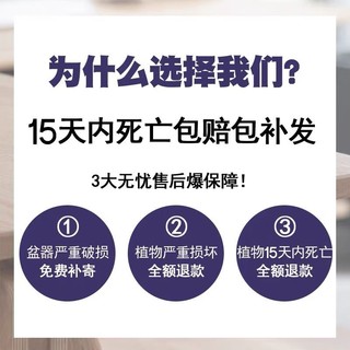 长寿花盆栽绿植花卉室内盆栽办公桌面水培好养金狐狸重瓣四季开花带花苞 长寿花原盆（随机颜色） 含盆