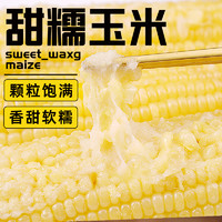 野三坡 23年新鲜采摘糯玉米真空粘糯玉米苞米旗舰店更嫩的宝宝白糯8根