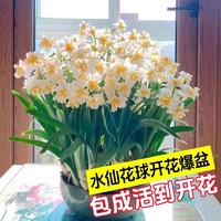 涛和 水仙花种球 1颗水培水仙种球 混色