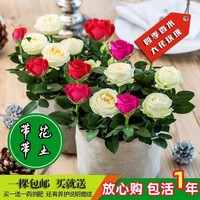 花悠花 传奇园艺 玫瑰花树苗 1棵装 自选花色 带花苞