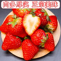 橙央丹东草莓99特大牛奶草莓果软糯奶香爆甜多汁新鲜当季水果 红颜草莓 净重3斤(单果13g)