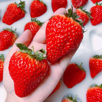 疆域采虹丹冻红颜99奶油大草莓当季现摘爆甜新鲜水果草莓礼盒 精选中果 2斤 带箱 单果10-20g