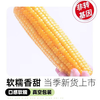 秋色满田东北黄糯玉米 2.2kg(220g/根*10) 0添加东北甜黏玉米棒 早餐苞米 【超值装】黄糯玉米 220g*10支