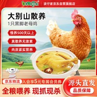 BOZAIJIA 波仔家大别山黑脚老母鸡散养500天土鸡整鸡肉生鲜 炖汤食材 1kg 一只黑脚土鸡