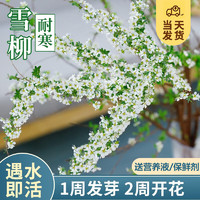 KaiShiguo Plants 开时果 雪柳鲜切干枝遇水开花 水培植物盆栽客厅鲜支绿植耐寒插水开花卉 雪柳20支 不含盆